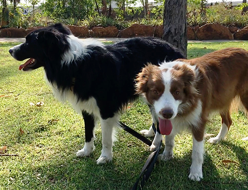 Image of 2 Dogs